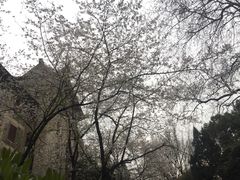 -武汉大学-樱园