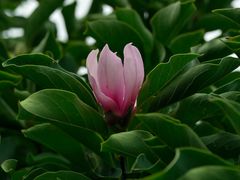 -国家植物园南园
