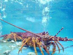 -捞王猪肚鸡火锅(财富中心店)