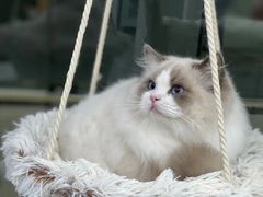 -爱洗澡的猫(天河路店)
