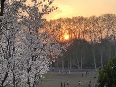 -武汉大学-樱园