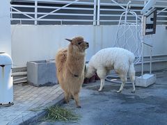 -Blue Concept Cafe&Farm·關於藍