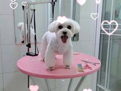 -艾贝尔宠物医院·狂犬免疫点(江山金象城店)