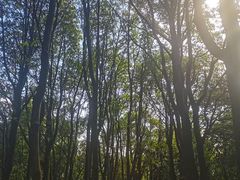 -火炉山森林公园