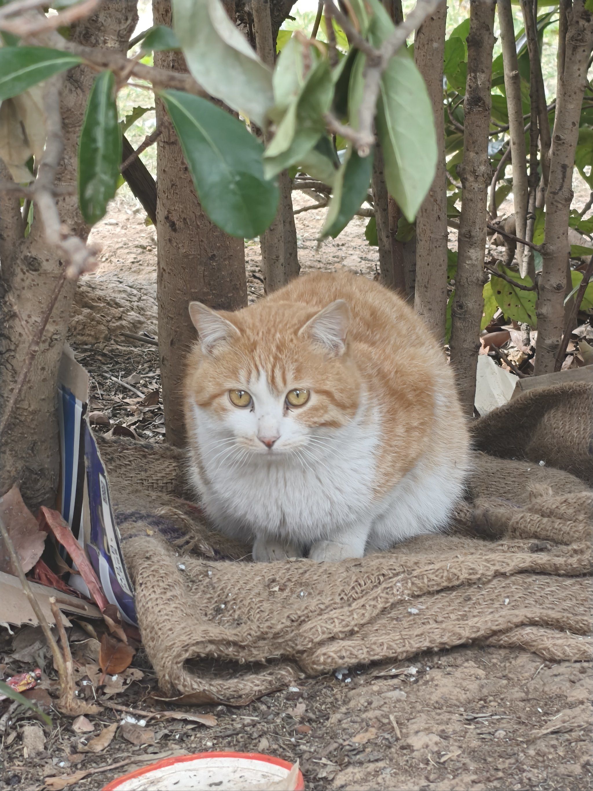 熬过冬天的长毛小橘猫