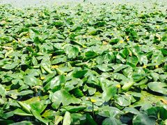 -杭州雅谷泉山庄酒店-餐厅