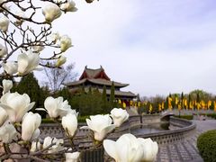 -大槐树寻根祭祖园