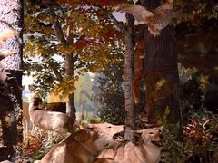 -陕西自然博物馆