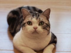 -有喵·猫咖·狗咖·40+猫狗有小奶狗(岗厦店)