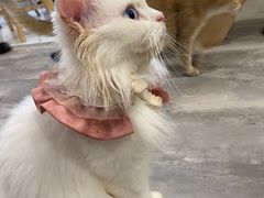 -楼上猫咖(罗湖店)