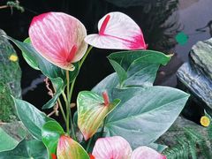 -谷咖啡·鲜花绿植花园餐厅