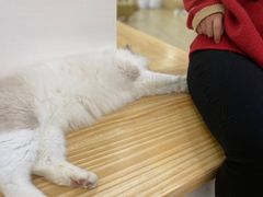 -李小姐の猫咖啡馆(五角场店)