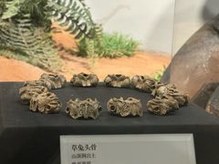 -北京周口店北京人遗址博物馆