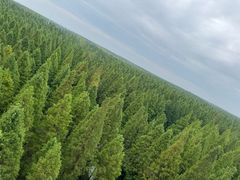 -黄海国家森林公园