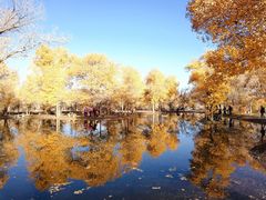 -金塔沙漠胡杨林景区