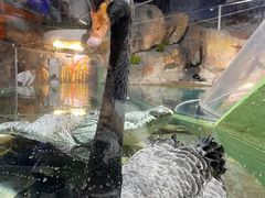 -上海海洋水族馆