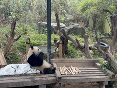 -广州长隆野生动物世界