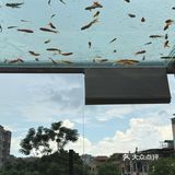 金鱼如悬在空中的吻，流影與光煥蔓延成詩。
