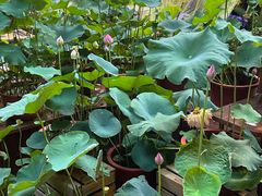 -瑞虹新天地月亮湾
