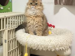 -猫大福·Fortune Cat猫舍(百子湾店)