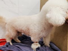 -伟伟宠物医院·CT影像中心·瑞派犬猫综合性门诊(汉口总院)
