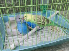 -青石桥花鸟鱼虫市场(叠翠城店)