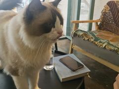 -喵屿·大理花园猫咖