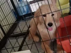 -久久宠物(河东万达店)