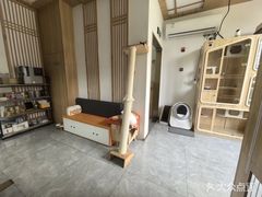 -山宅一喵德文卷毛猫舍