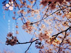 -高东镇樱花园
