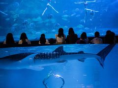 -烟台海昌鲸鲨海洋公园