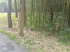 -日照海滨国家森林公园