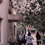 魔都攻略｜藏在大学校园的白色小众花海，超清新超日系！