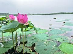 -白洋淀景区