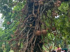 -槟城植物园