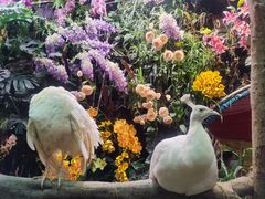 -正佳雨林生态植物园