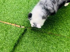 -汪说喵讲宠物乐园宠物酒店(红星美凯龙店)