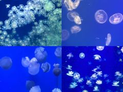 -海合安武汉极地海洋公园