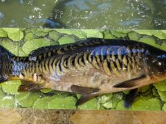 水库大鲤鱼-荣德灶台鱼(圣泉寺店)