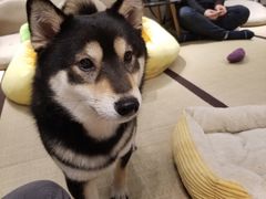 -逗柴咖啡屋·狗咖猫咖宠物桌游