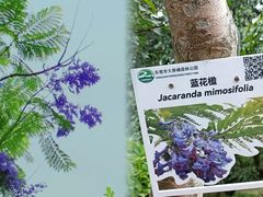 -大屏嶂森林公园