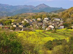 -桑洲油菜花景区