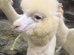 -上海大自然野生昆虫馆(东方明珠·爬宠昆虫探索中心)