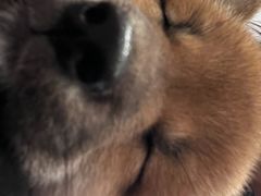 -柴犬小屋·柴餐厅·狗咖食堂(金鼎广场店)