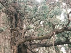 -七曲山风景区