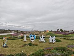 -空港花田景区