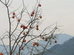 -杨家堂村
