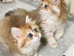 -70cat德文卷毛猫·缅因猫纯种猫舍