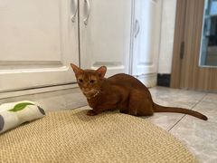 -有猫儿腻咖啡厅.猫咖