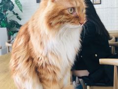 -平行世界·猫咖(首经贸店)